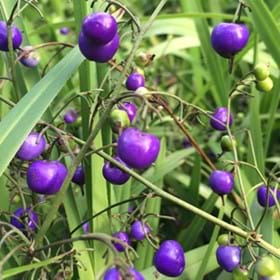 The colourful, bird attracting berries of Dianella caerulea