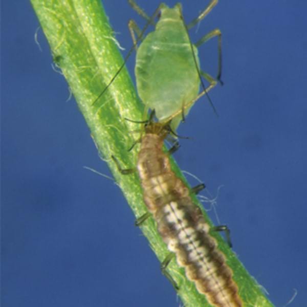 Brown lacewing larvae feeding on an aphid