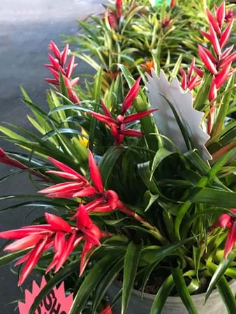 Another eye catching bromeliad – Vriesea ‘Astrid’