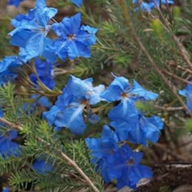 The vivid blue flowers of Lechenaultia biloba