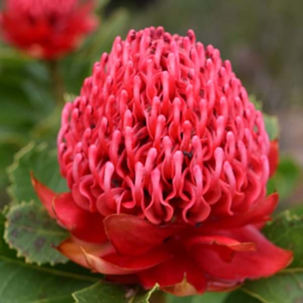 How to Grow Waratahs Eco Organic Garden