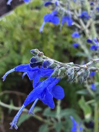 Incredible blue flowers of Salvia sagittata x macrophylla