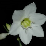 Eucharis Lily