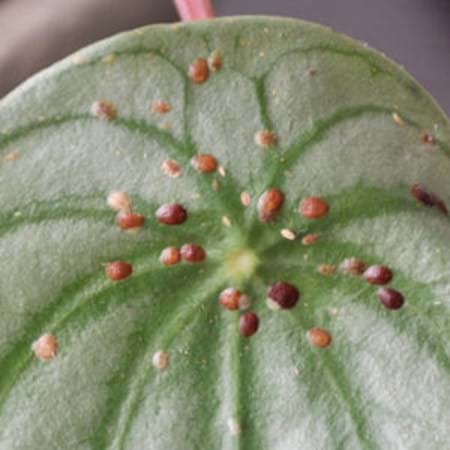 Different stages of scale on peperomia leaf