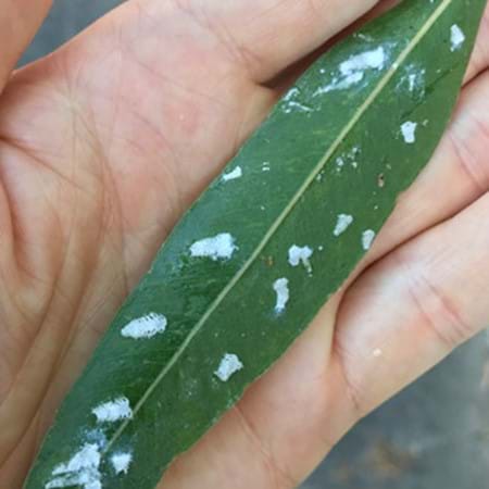 Multiple lerps on a gum leaf