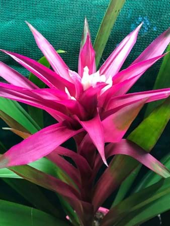 Intense pink flower spike on Guzmania ‘Passion’