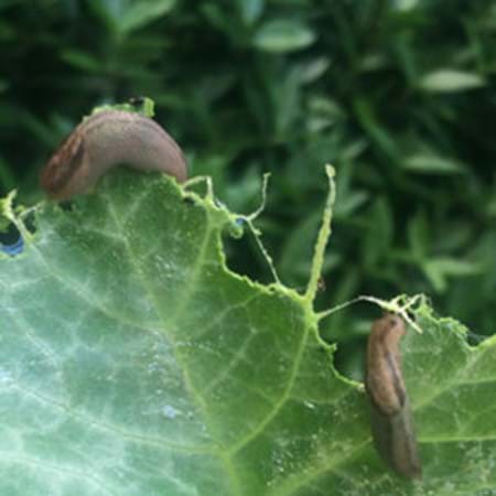 Hungry slugs quickly demolishing this young zucchini leaf