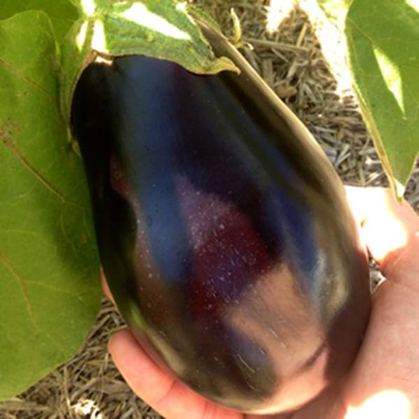 How To Grow Eggplants Eco Organic Garden