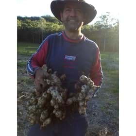 Andrew Woodford's ginger harvest