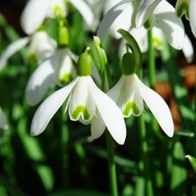 Snowdrops (Galanthus) are charming but need very cold winters