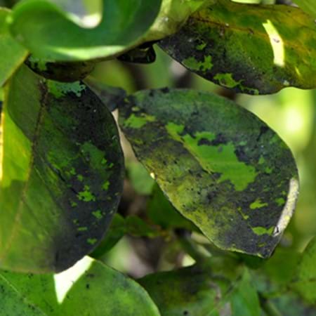 Sooty mould on citrus leaves