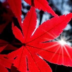 Stunning red autumn foliage on a Japanese maple