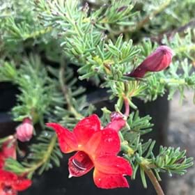 The red flowers of Lechenaultia formosa