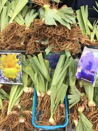 A huge variety of barerooted bearded irises were available