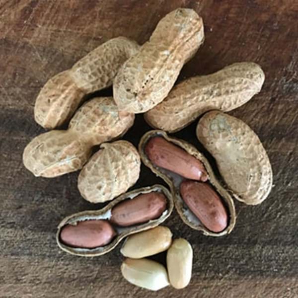 How To Grow Peanuts Eco Organic Garden