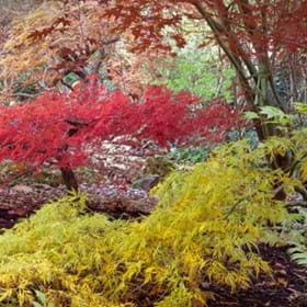 Japanese maples come in many different colours and sizes