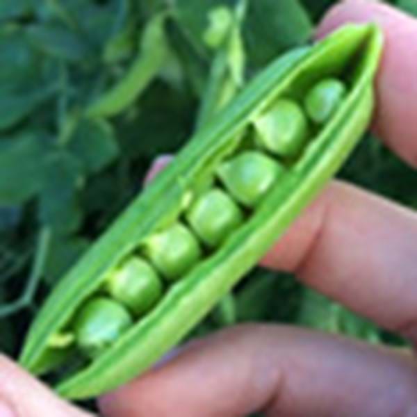 edible seeds of peas beans crossword clue