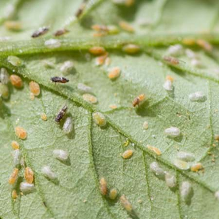 Organic Control of Tomato Potato Psyllid - Eco Organic Garden