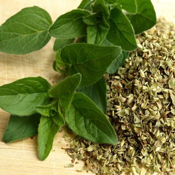 How To Grow Oregano Eco Organic Garden